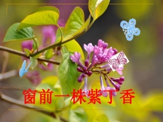 5《窗前一株紫丁香》课件