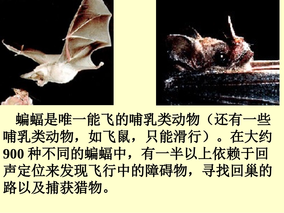 蝙蝠和雷达4_第2页