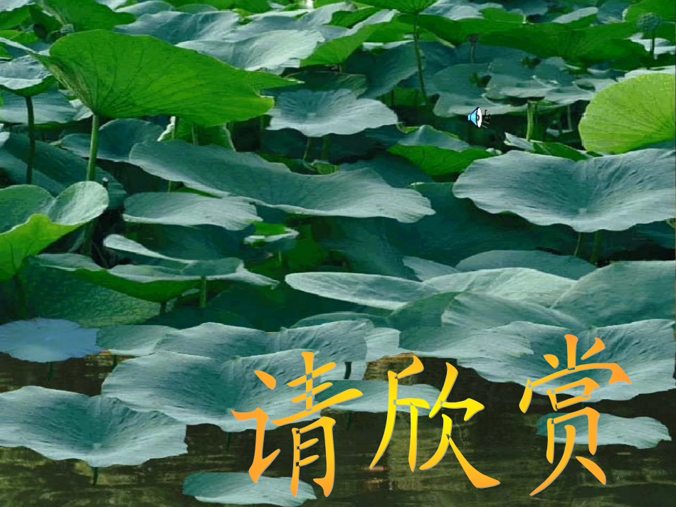 荷叶圆圆彭莉莉_第2页