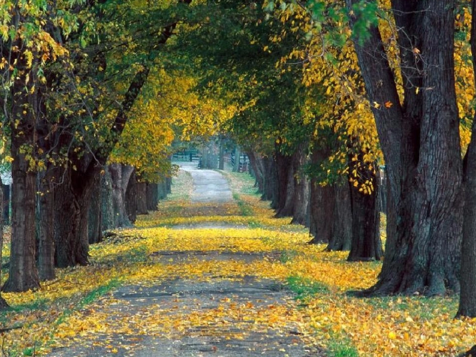 六年级远去的路_第3页