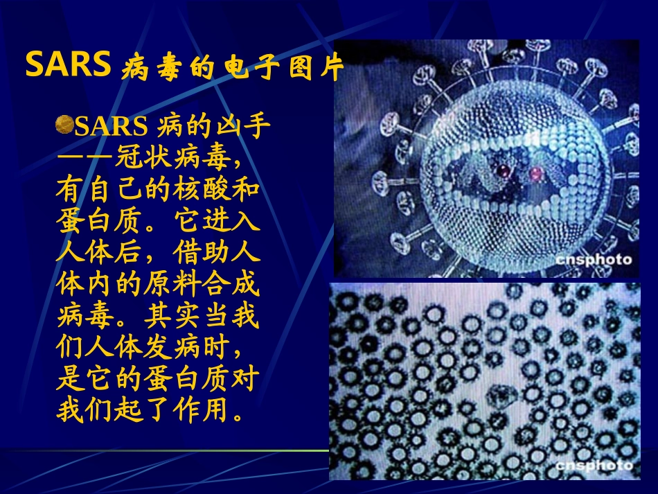 蛋白质（正版）_第2页