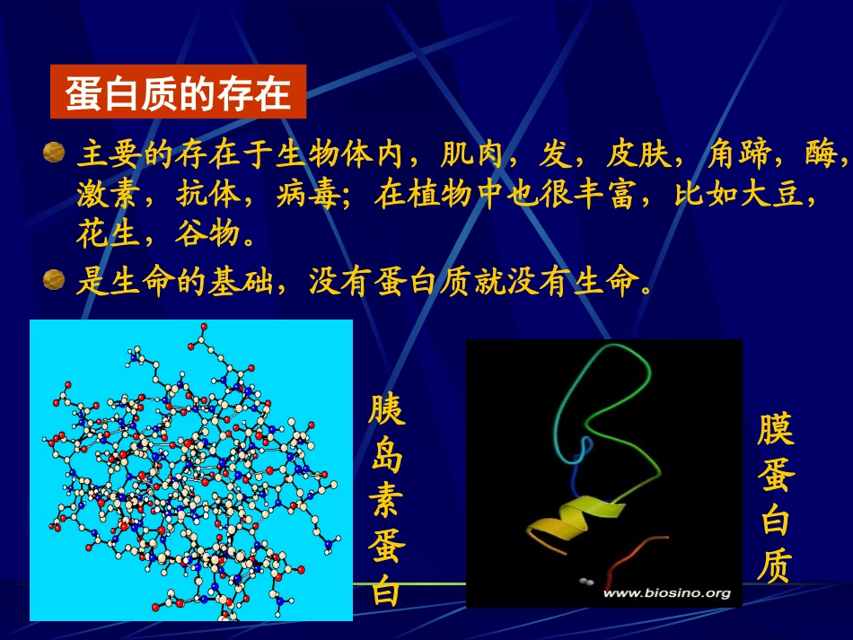 蛋白质（正版）_第3页