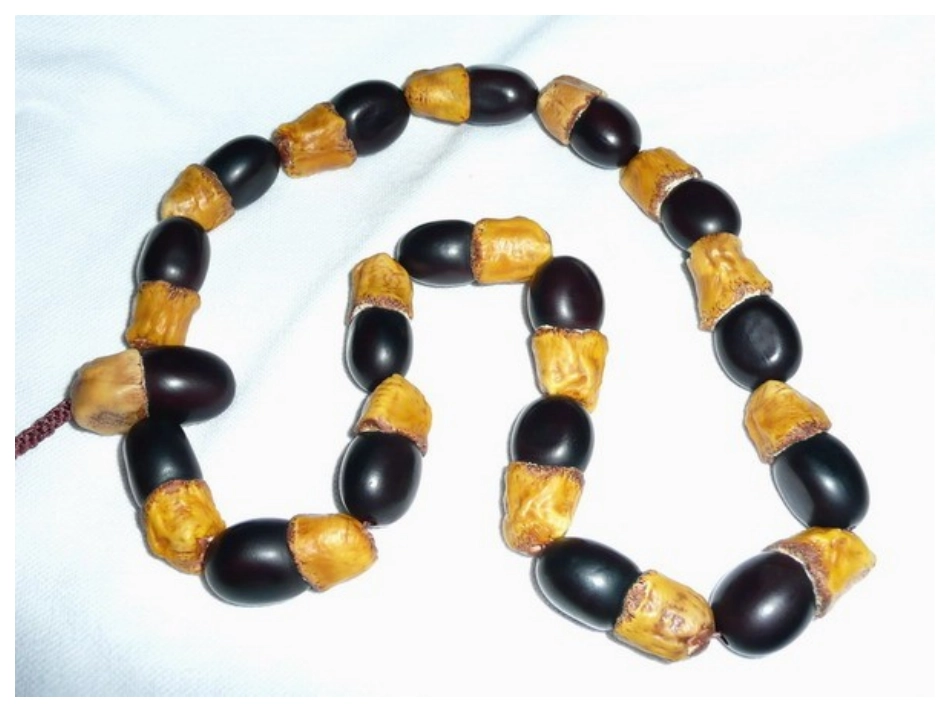 种子藏在哪里_第1页