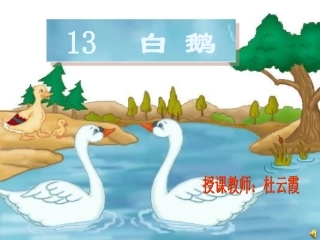 白鹅第二课时