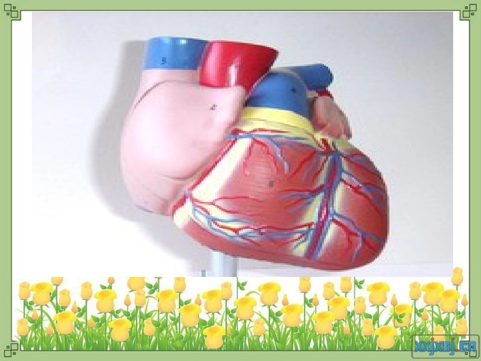 心脏和血液循环_第2页