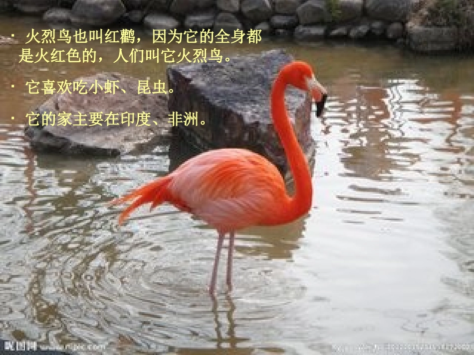 火烈鸟的宝宝_第3页