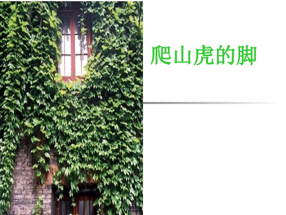 6爬山虎的脚1_第1页