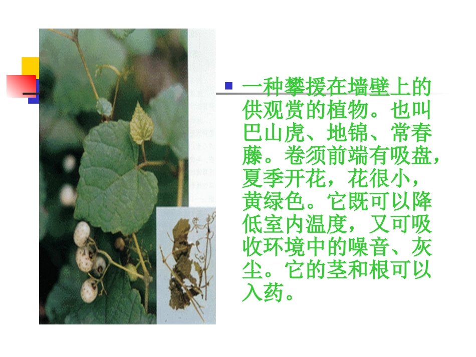 6爬山虎的脚1_第3页