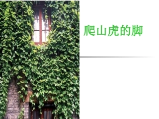 6爬山虎的脚1
