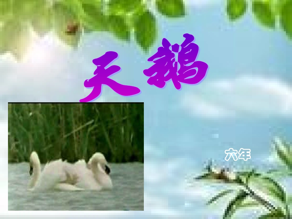 第三板块天鹅 (4)_第1页