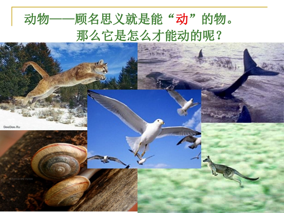 动物运动课件_第2页