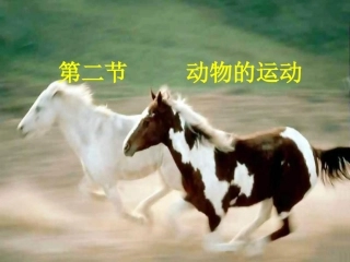 动物运动课件