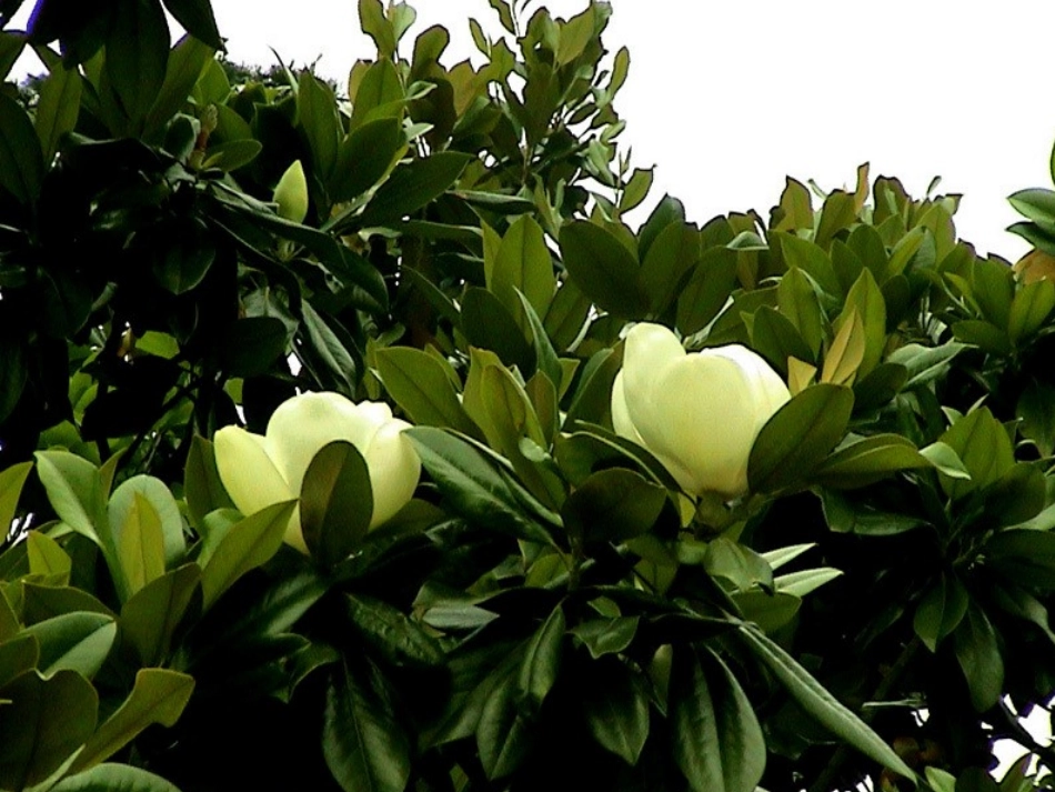 18《广玉兰》PPT课件(苏教版六年级语文下册课件)[1]_第2页