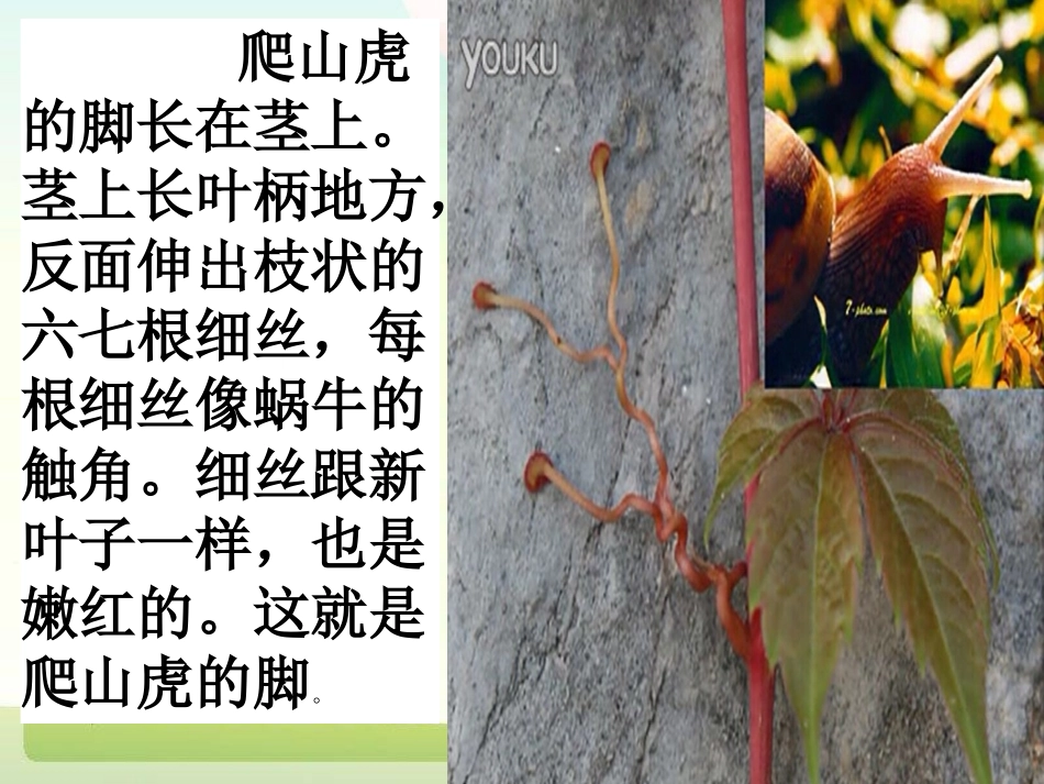 5爬山虎的脚_第3页