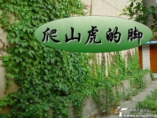 5爬山虎的脚