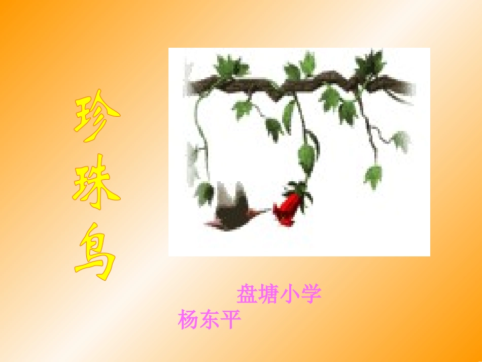 珍珠鸟教学课件_第1页