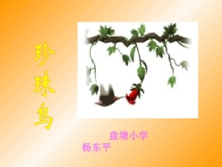 珍珠鸟教学课件