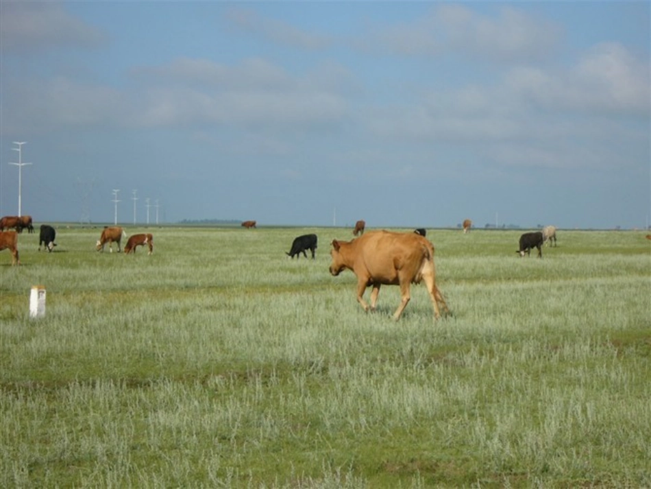 自制草原课件_第2页