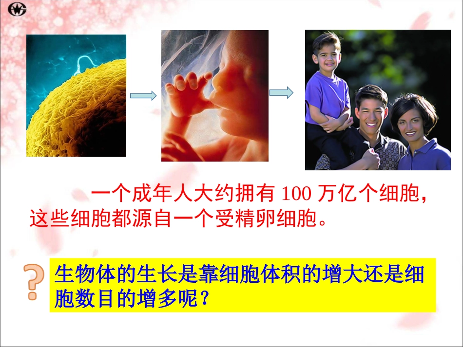 6-1细胞增殖（一）_第2页