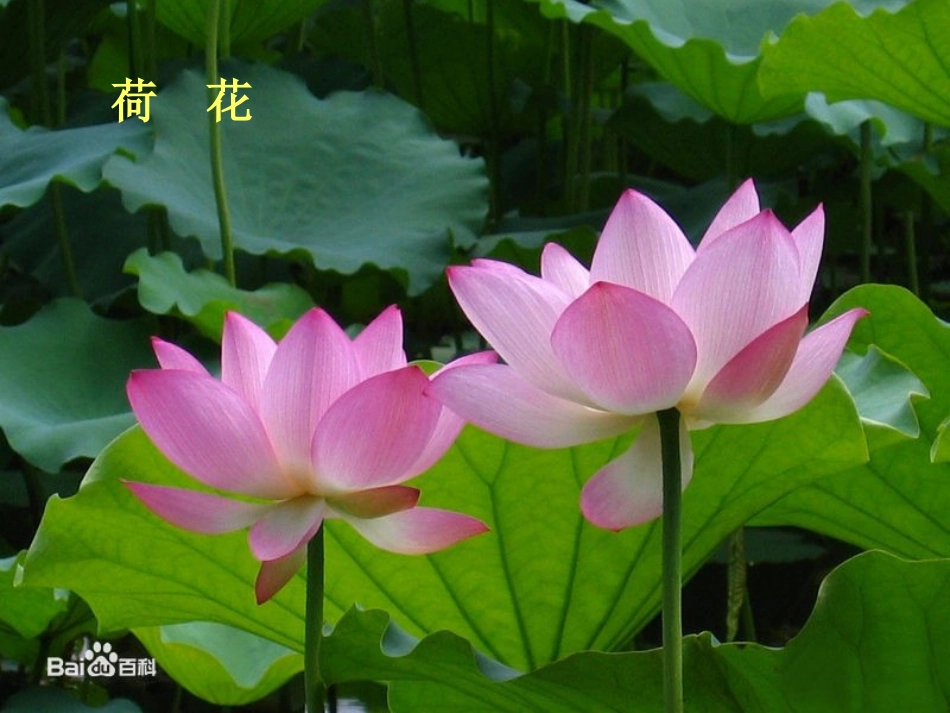 茂密的花新教材_第2页