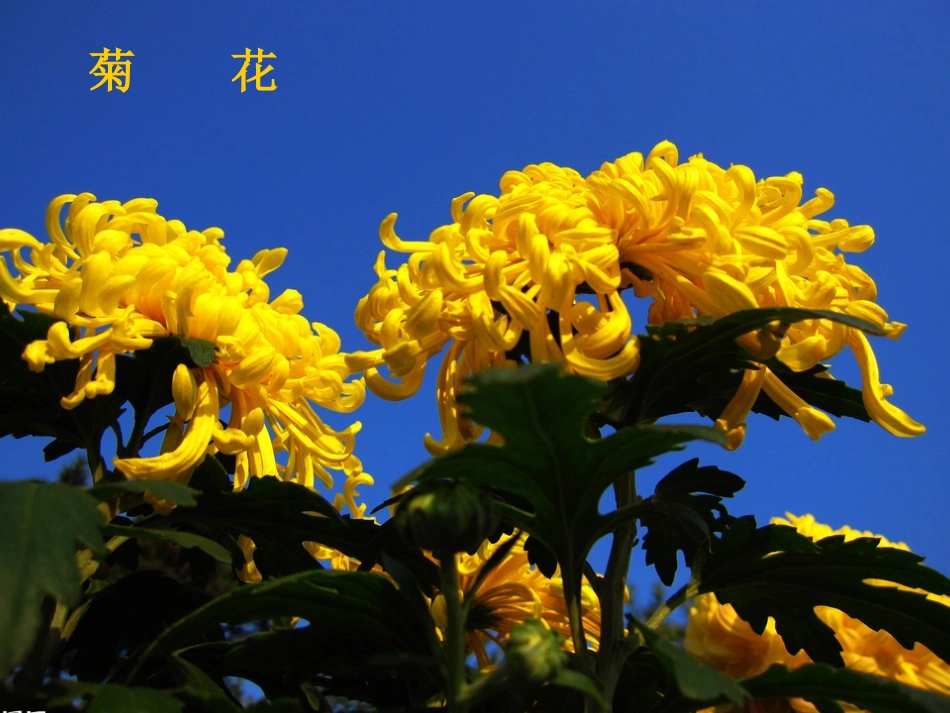 茂密的花新教材_第3页