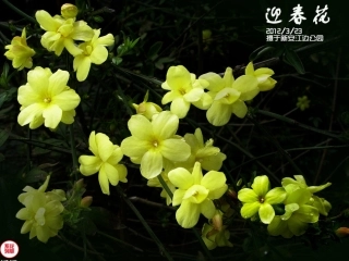 茂密的花新教材