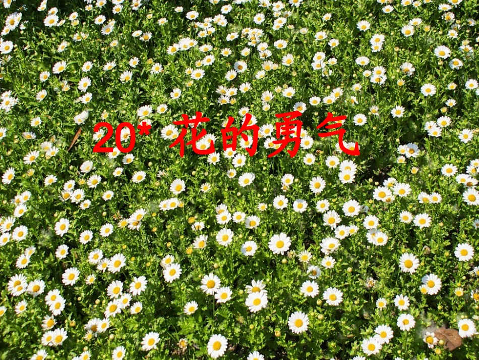 20《花的勇气》教学课件1_第1页