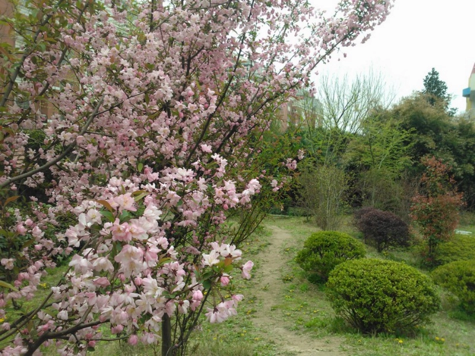 春天的小树林_第1页