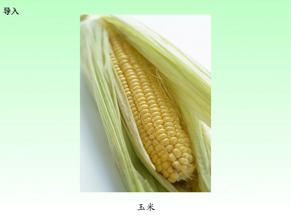 19金色的玉米棒_第2页