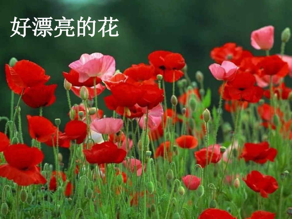 虎门销烟 (2)_第2页