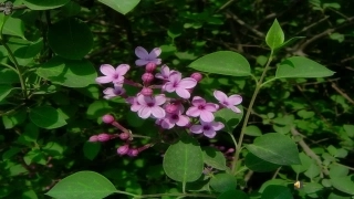 5、一株紫丁香