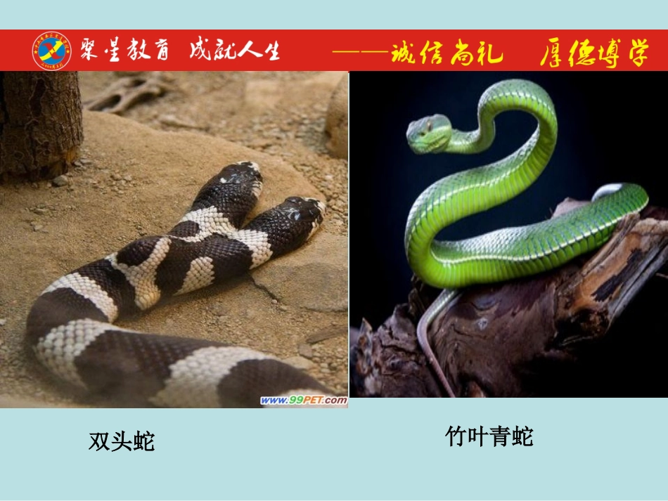 可爱的玩具蛇_第1页