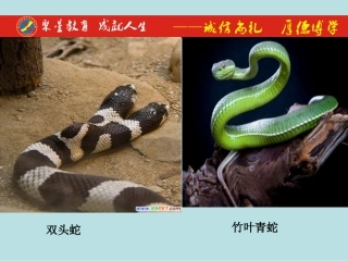 可爱的玩具蛇