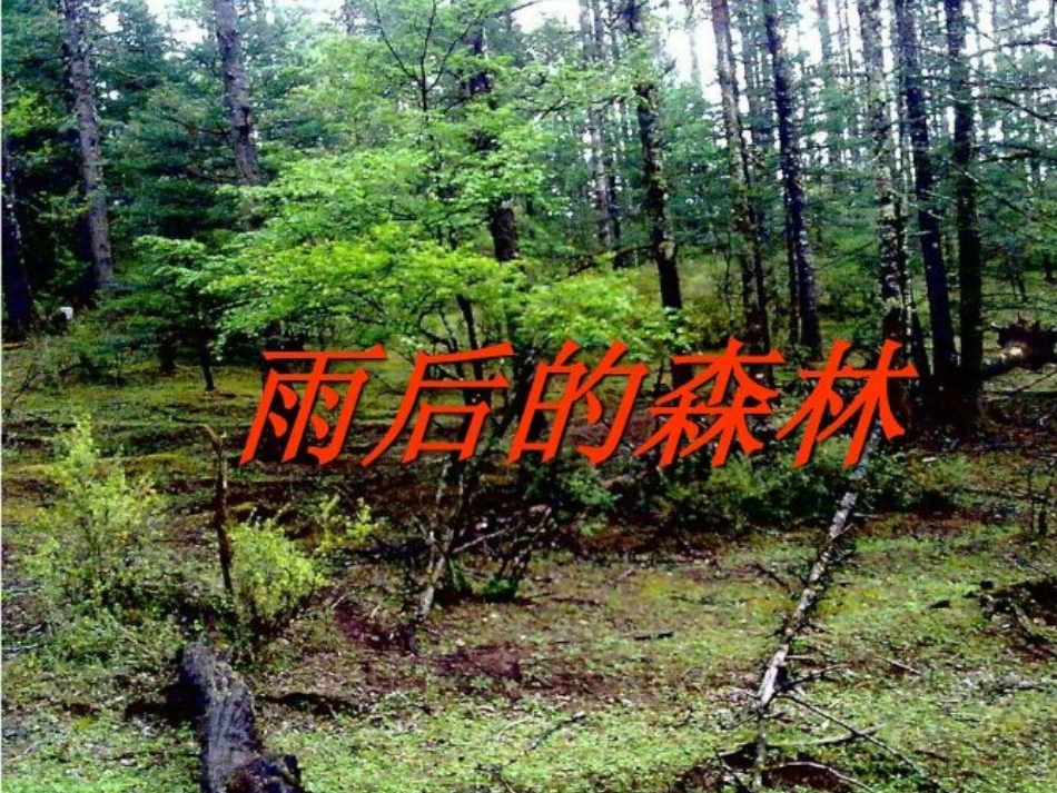 雨后的森林课件_第3页