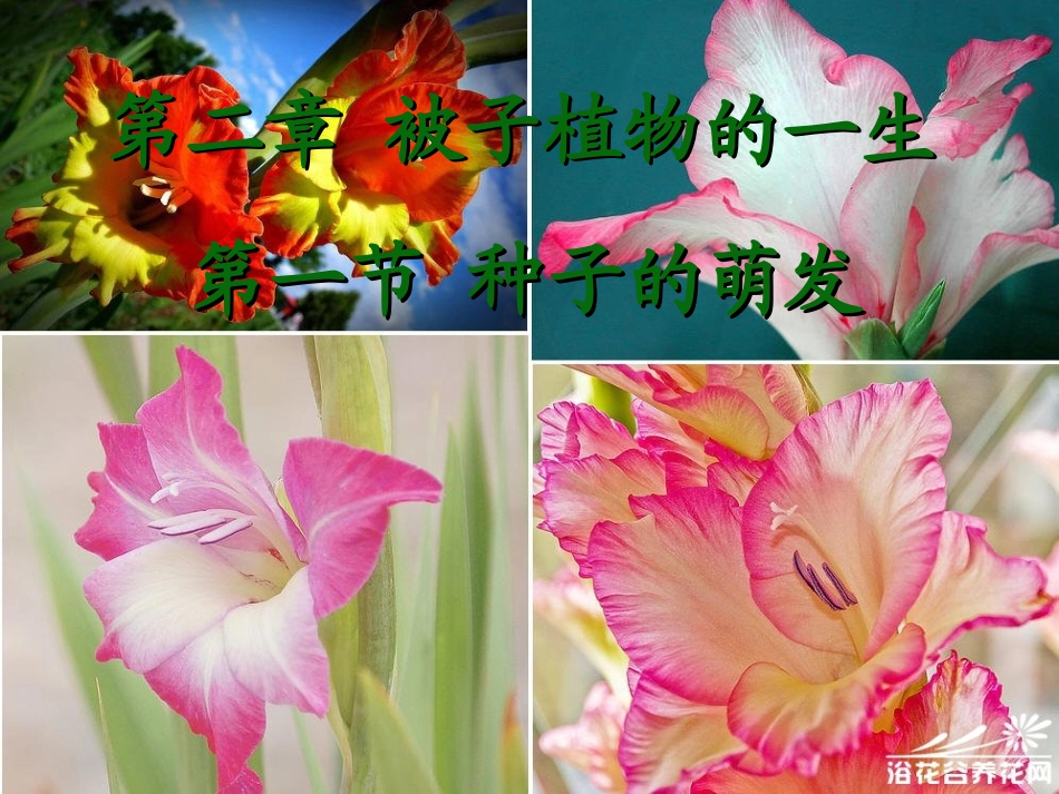 种子萌发 (2)_第1页