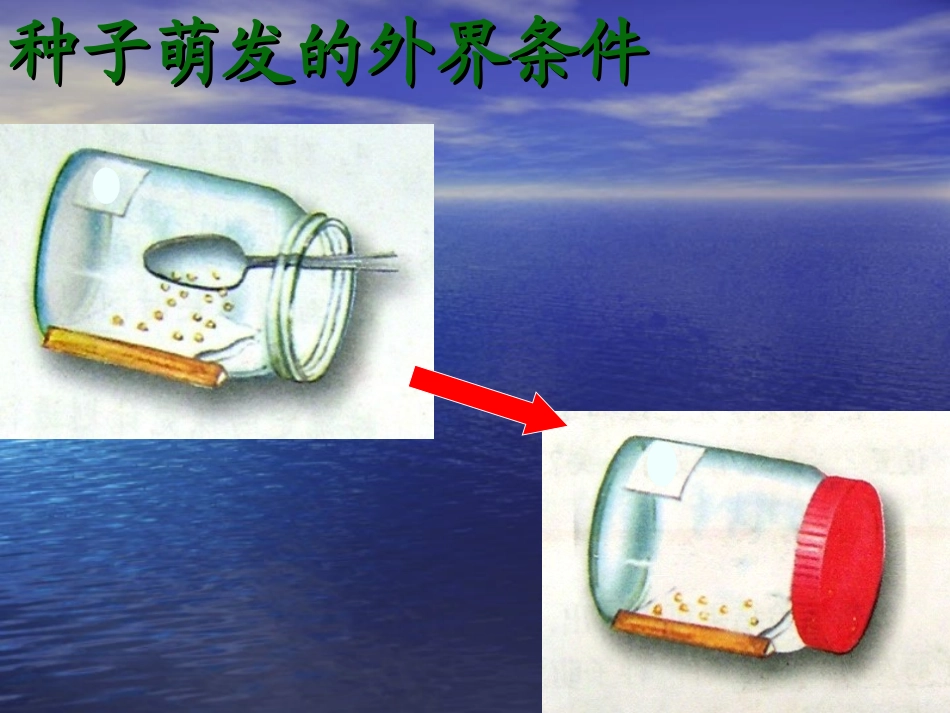 种子萌发 (2)_第2页