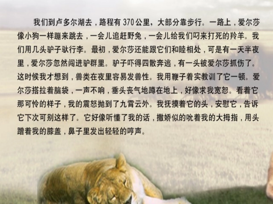 小狮子爱尔莎_第3页