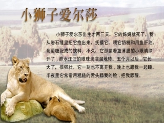 小狮子爱尔莎