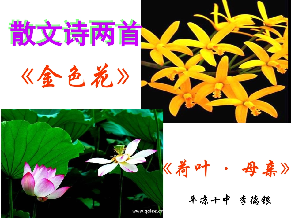 荷叶母亲课件_第1页