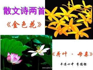 荷叶母亲课件