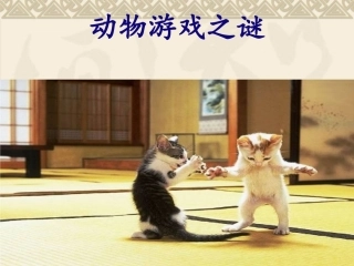 动物游戏上课