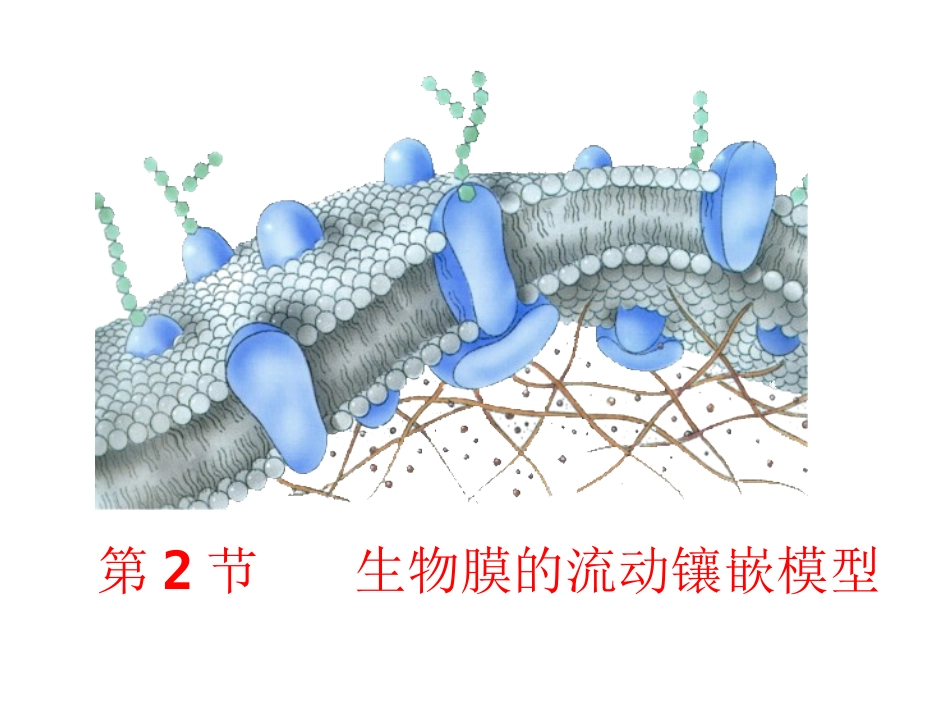 42生物膜的流动镶嵌模型_第1页