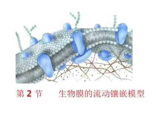 42生物膜的流动镶嵌模型