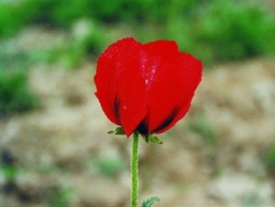 7、艰辛的求索_第2页