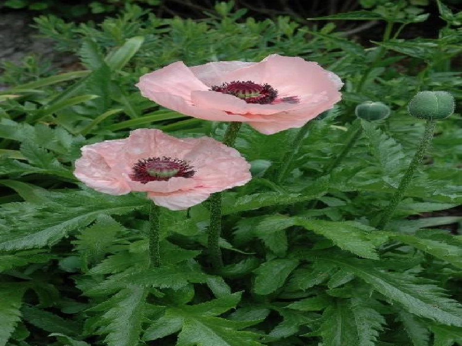 7、艰辛的求索_第3页