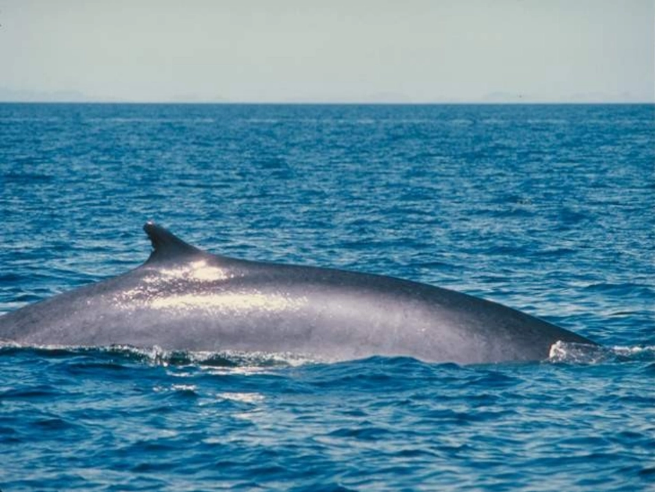 9、鲸教学课件_第1页