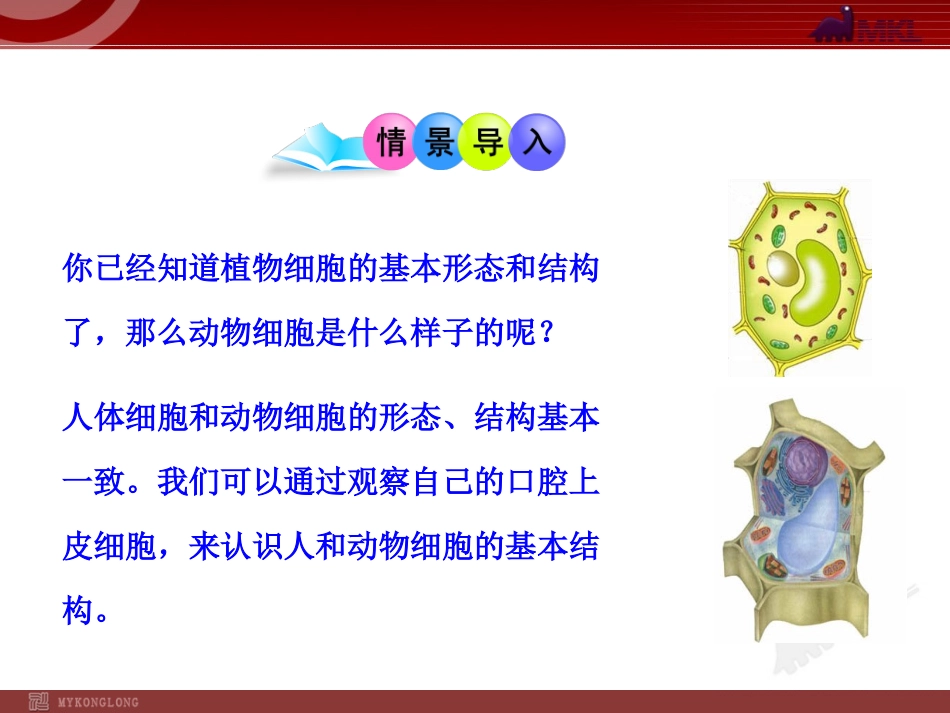 第三节动物细胞_第3页