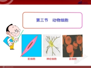 第三节动物细胞