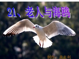 老人与海鸥（课件）