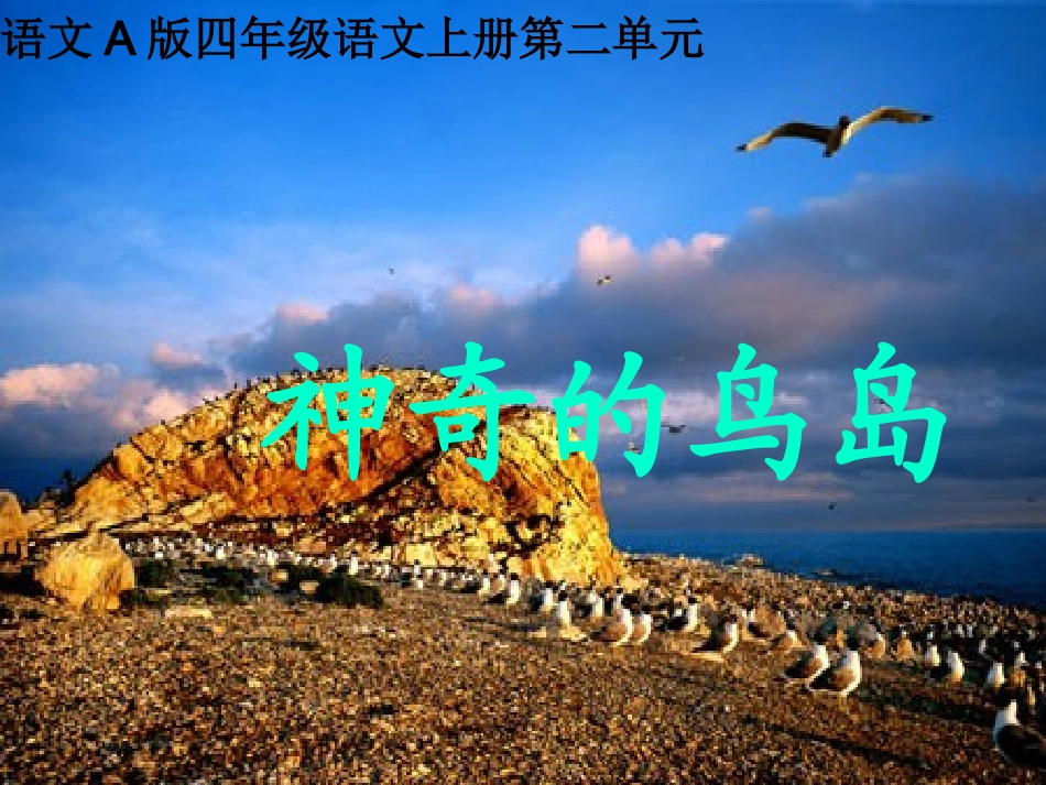 神奇的鸟岛2_第1页